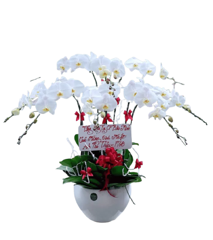 Chậu lan hồ điệp trắng - 0384