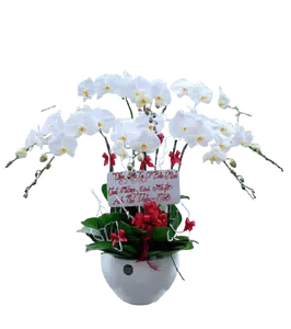 Chậu lan hồ điệp trắng - 0384