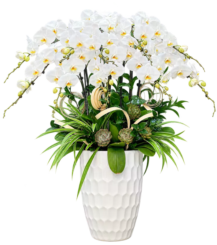 Chậu lan hồ điệp trắng - 1540