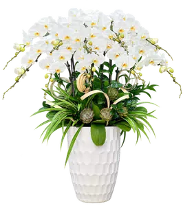 Chậu lan hồ điệp trắng - 1540