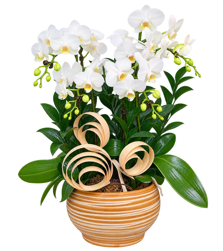 Chậu lan hồ điệp trắng - 1545