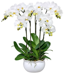 Chậu lan hồ điệp trắng - 1572