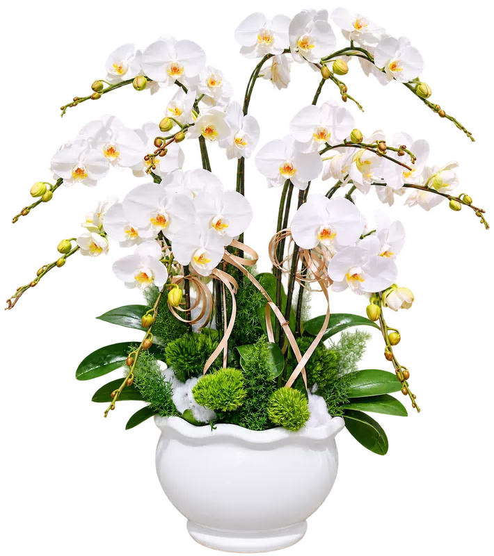 Chậu lan hồ điệp trắng - 1578