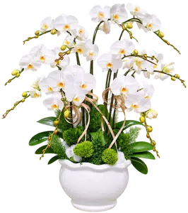 Chậu lan hồ điệp trắng - 1578