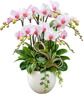Chậu lan hồ điệp trắng - 1600