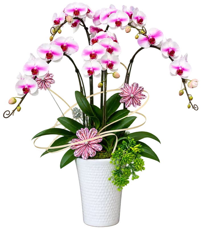 Chậu lan hồ điệp trắng - 1629