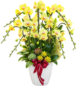 Chậu lan hồ điệp vàng - 1526