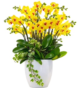 Chậu lan hồ điệp vàng - 1528