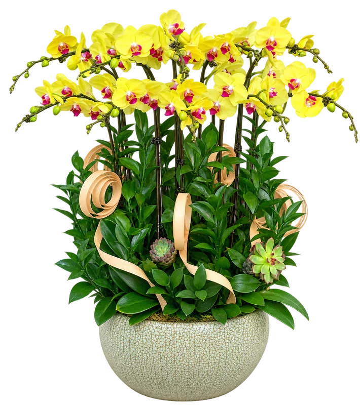 Chậu lan hồ điệp vàng - 1543