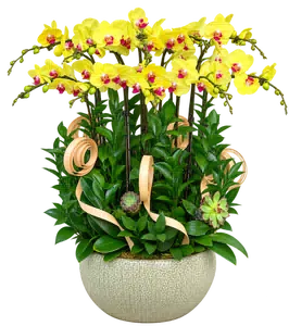 Chậu lan hồ điệp vàng - 1543