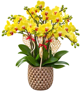 Chậu lan hồ điệp vàng - 1577