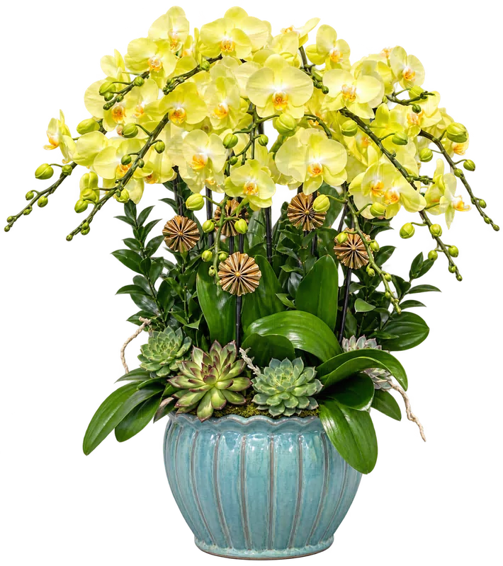 Chậu lan hồ điệp vàng - 1646